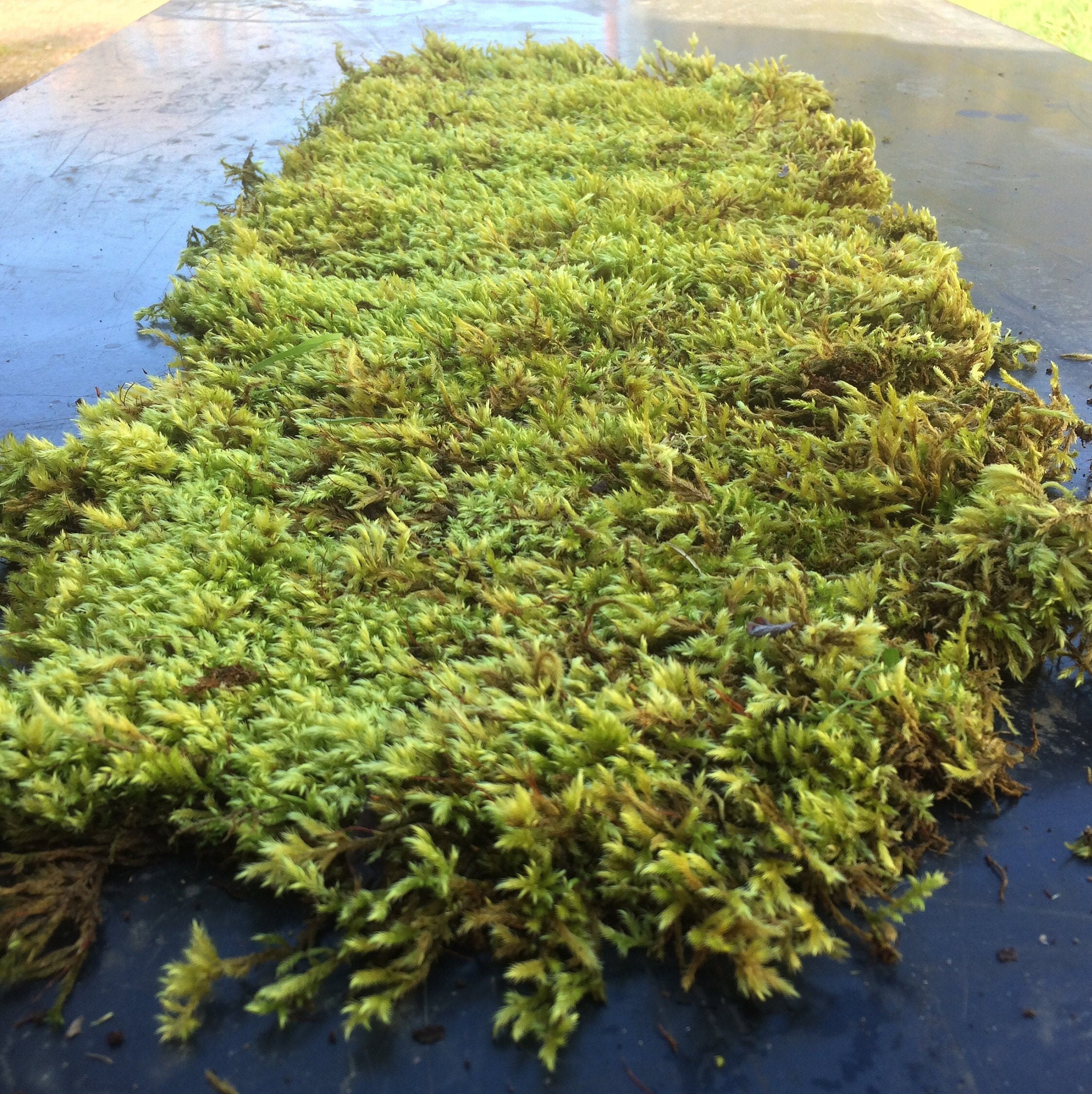 A blanket of forest moss Etsy