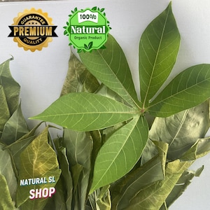 100% Natural Dried Cassava Leaves – Organic, Eco-Friendly, Sustainable for Cooking, Crafts, and DIY Projects