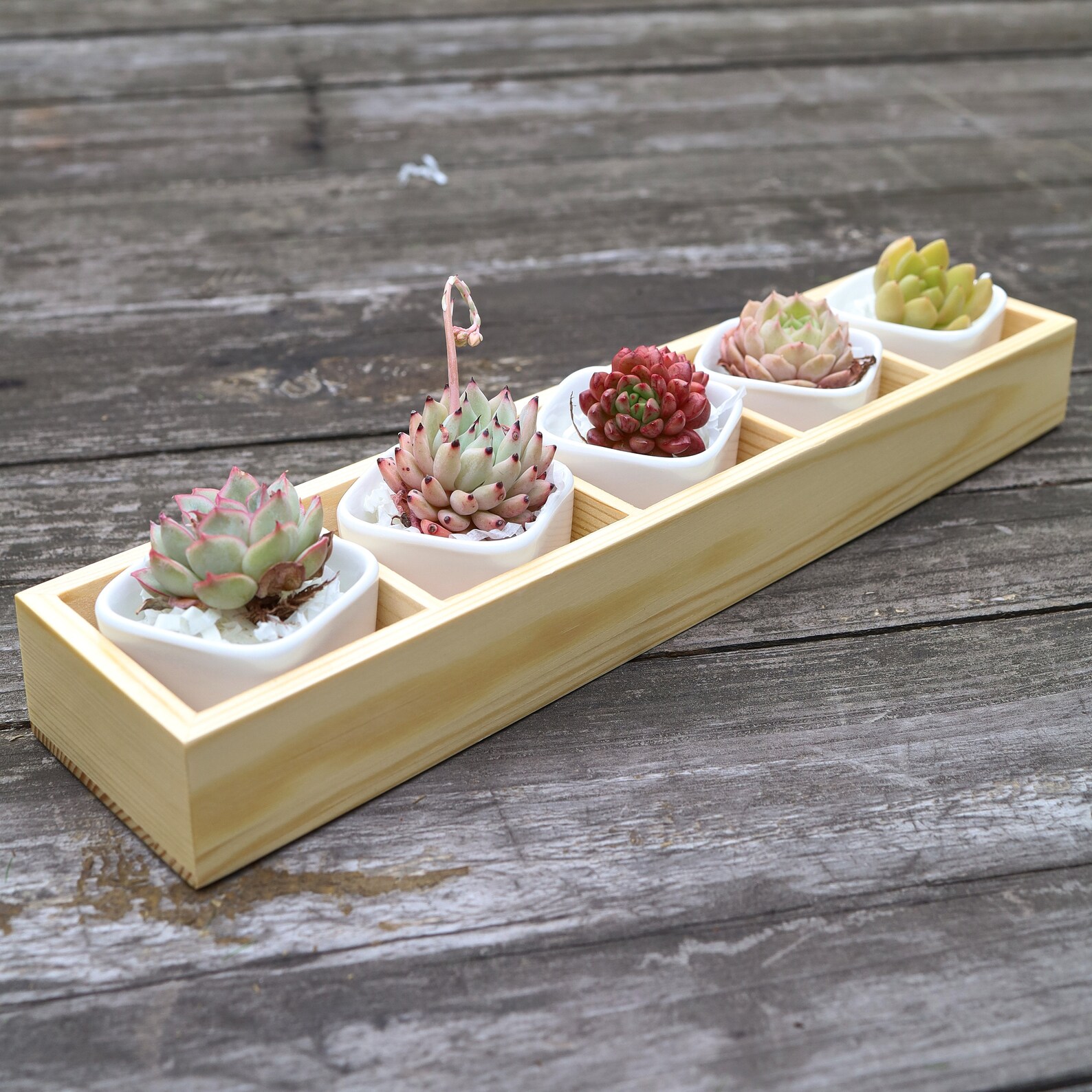 DIY Succulent Kit Live Succuents Plants Succulent Gift Etsy