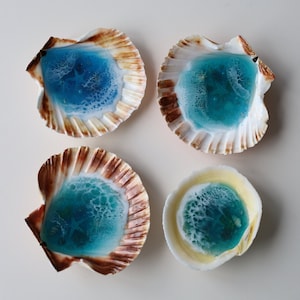 May include: Four seashells with a teal blue resin filling. The shells are a light brown color with a white interior.