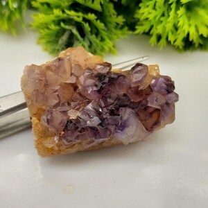 May include: A raw mineral specimen featuring a cluster of deep purple amethyst crystals embedded in a light tan, textured matrix. The crystal formation is held by a pair of silver-toned metal tweezers, showcasing the natural jagged edges and facets.