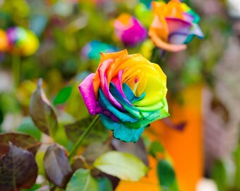 Rainbow Roses Etsy