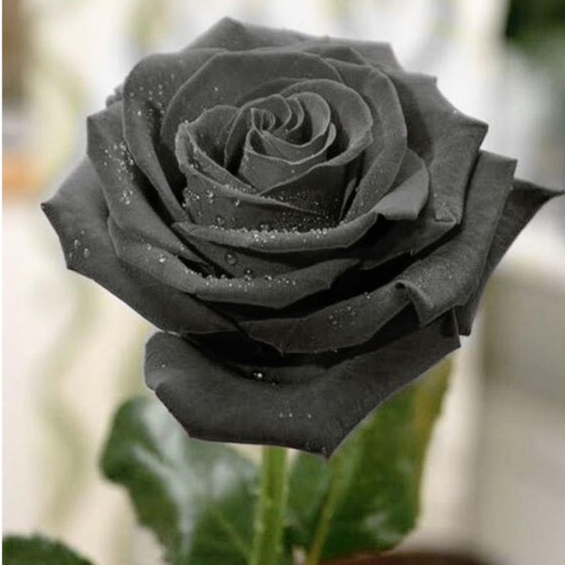 10 Hybrid Black Rose Bush Flower Seeds Beautiful Annual Flower Etsy