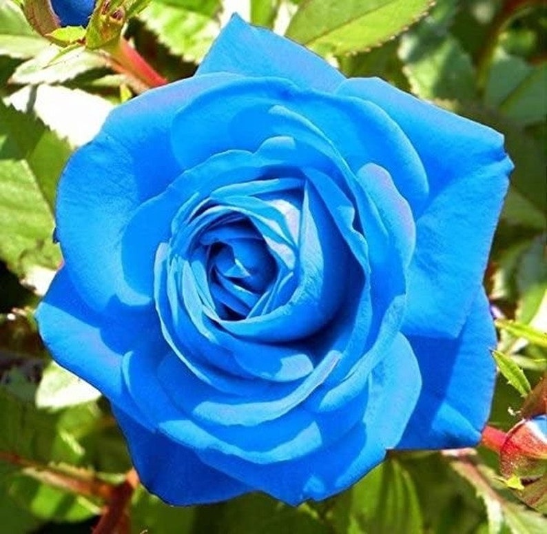 10 Blue Rose Flower Seeds Rose Flower Garden Plants Etsy Australia