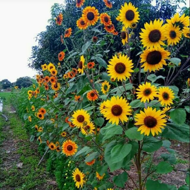 100 Seeds SunflowerAutumn Beauty MixDwarf Sunflower For Etsy
