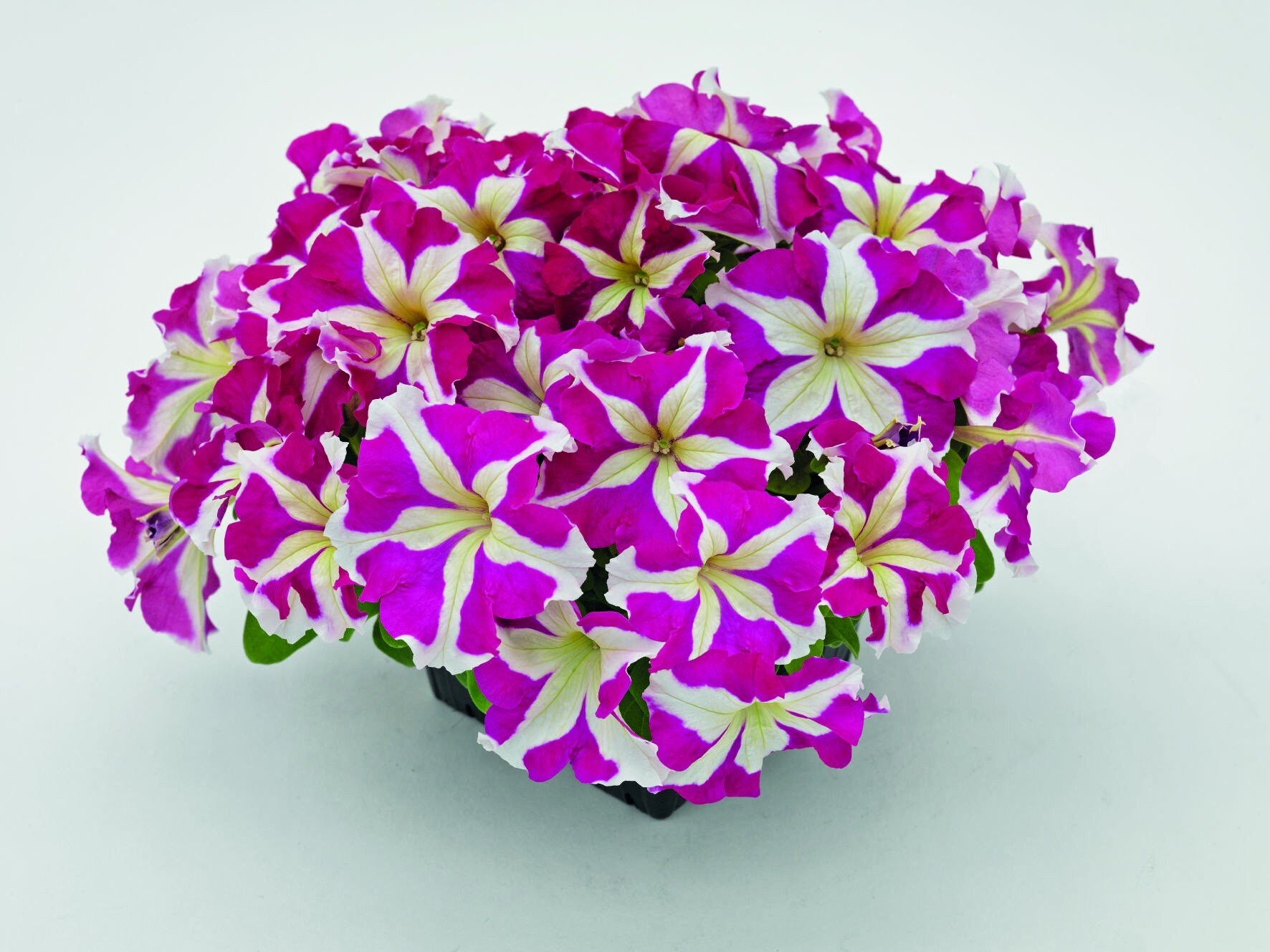 100Pcs Star Petunia SeedsWave Petunia Hanging Basket Flower Etsy