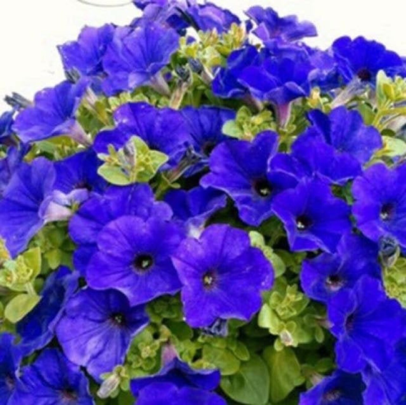 Петуния blue
