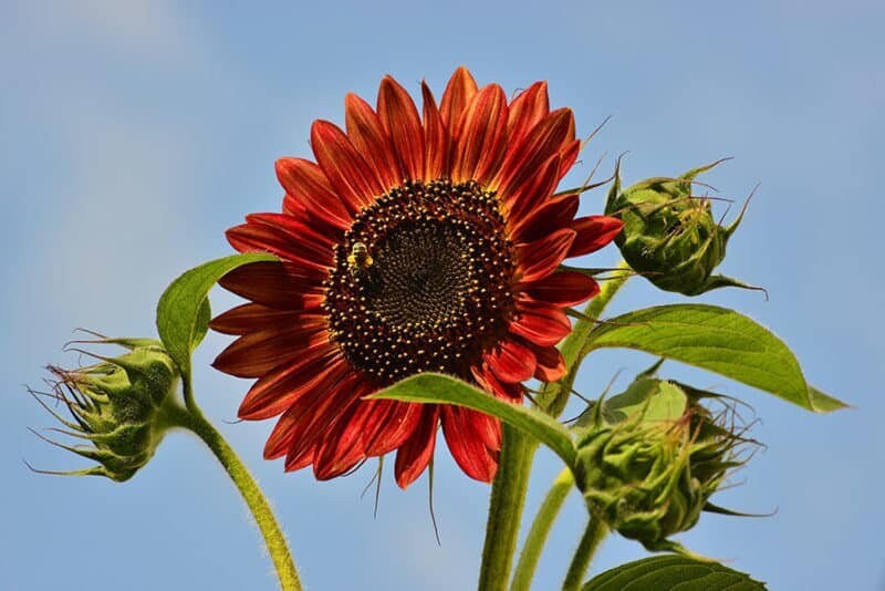 20 Chocolate Cherry Sunflower Flower Plant Seeds For Summer Etsy