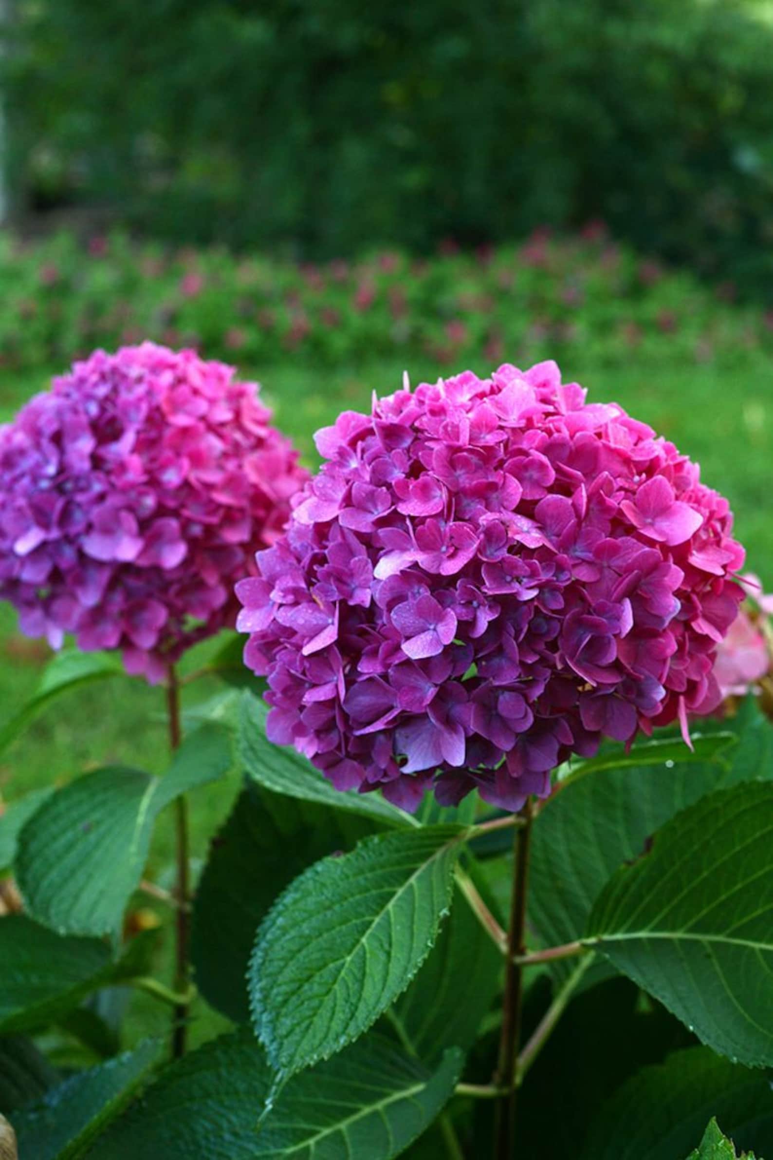 5 Dark Purple Hydrangea Seeds Perennial Hardy Garden Shrub | Etsy