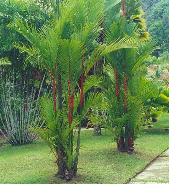 10 Red Sealing Wax Lipstick Palm Cyrtostachys Renda Tree Seeds USA Seller 10 Red Sealing Wax Lipstick Palm Cyrtostachys Renda Tree Seeds USA Seller