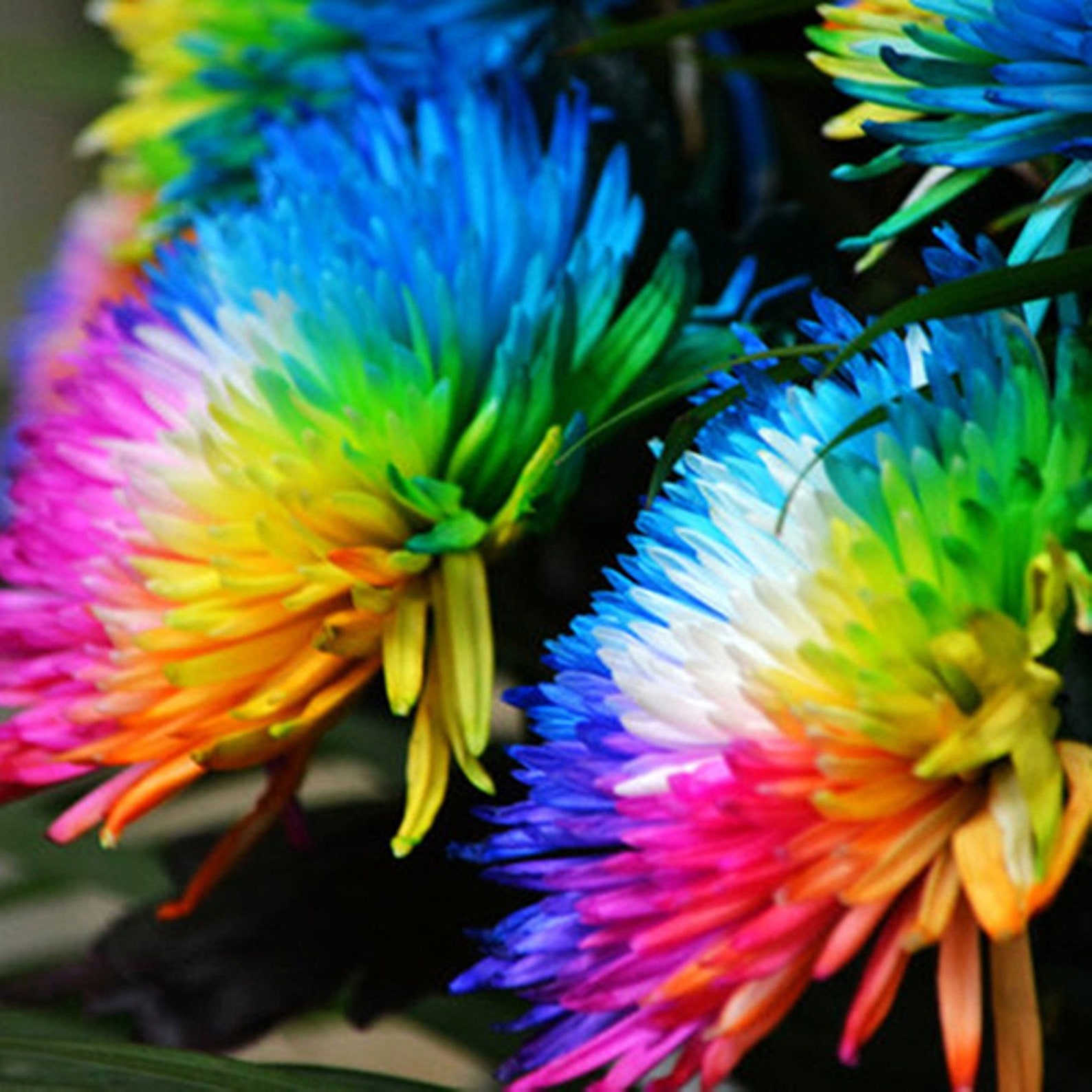 500 Real Rainbow Chrysanthemum Seeds Plants Bonsai Perennial Etsy