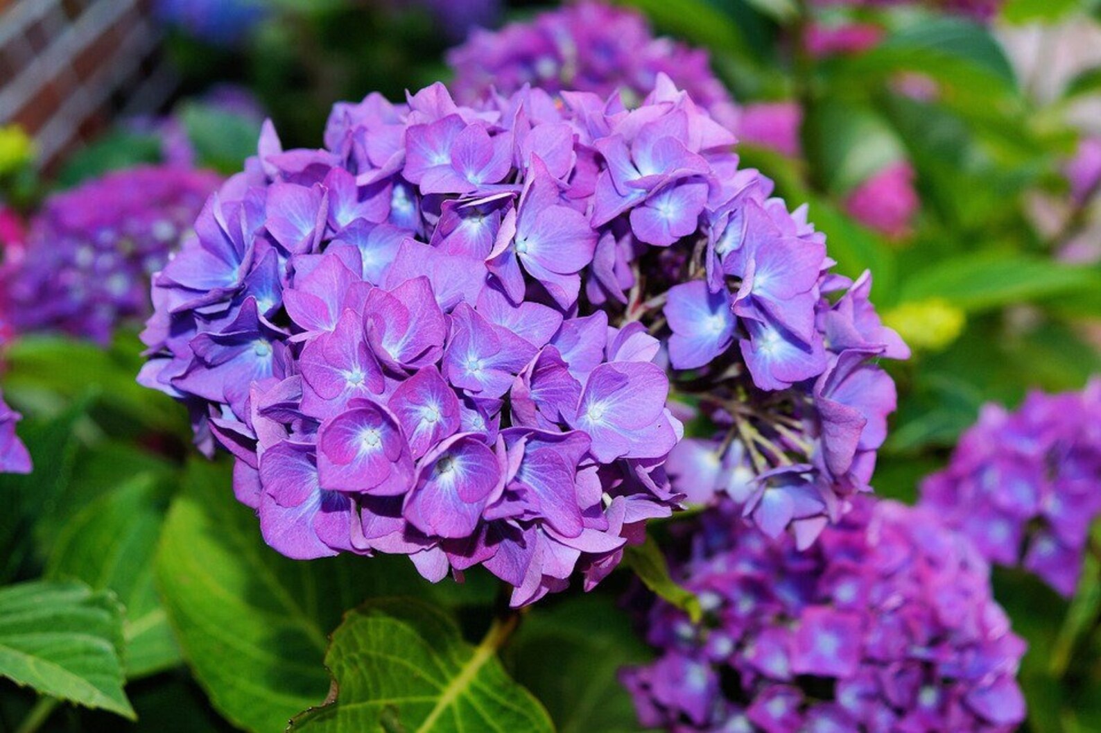 5 Dark Purple Hydrangea Seeds Perennial Hardy Garden Shrub Etsy