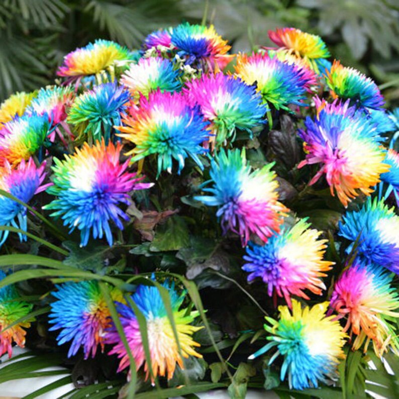 500 Real Rainbow Chrysanthemum Seeds Plants Bonsai Perennial Etsy