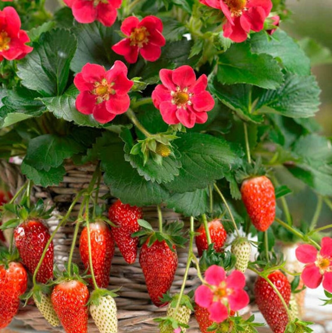 1000 Red Climbing Strawberry Seeds Garden Fruit Plant Sweet Etsy