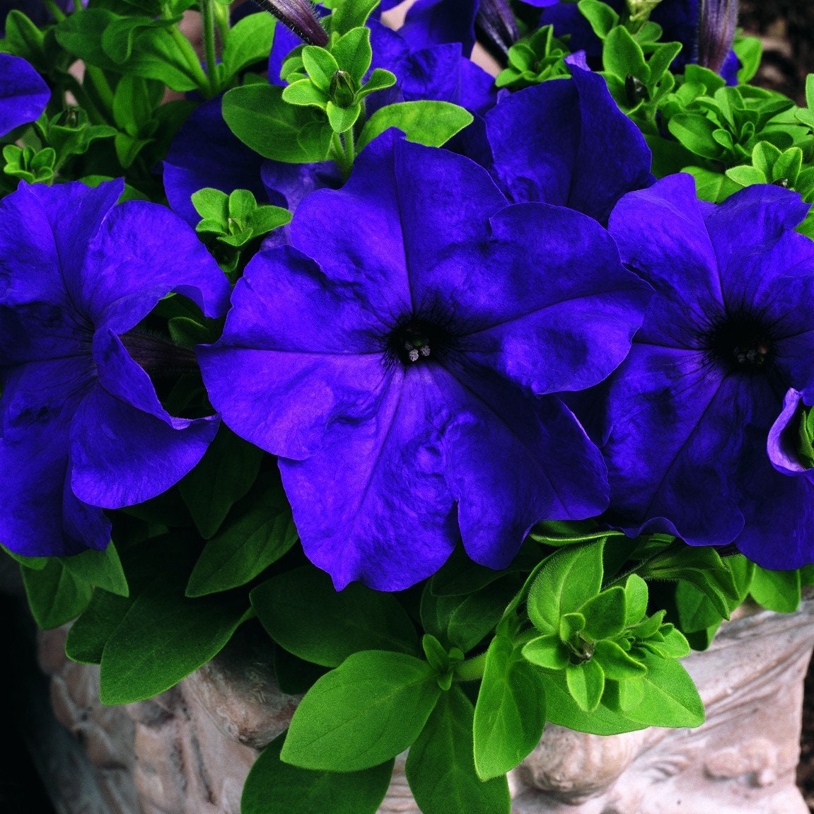 100 Easy Wave BLUE PetuniaTrailing Petunia Pelleted Seeds Etsy