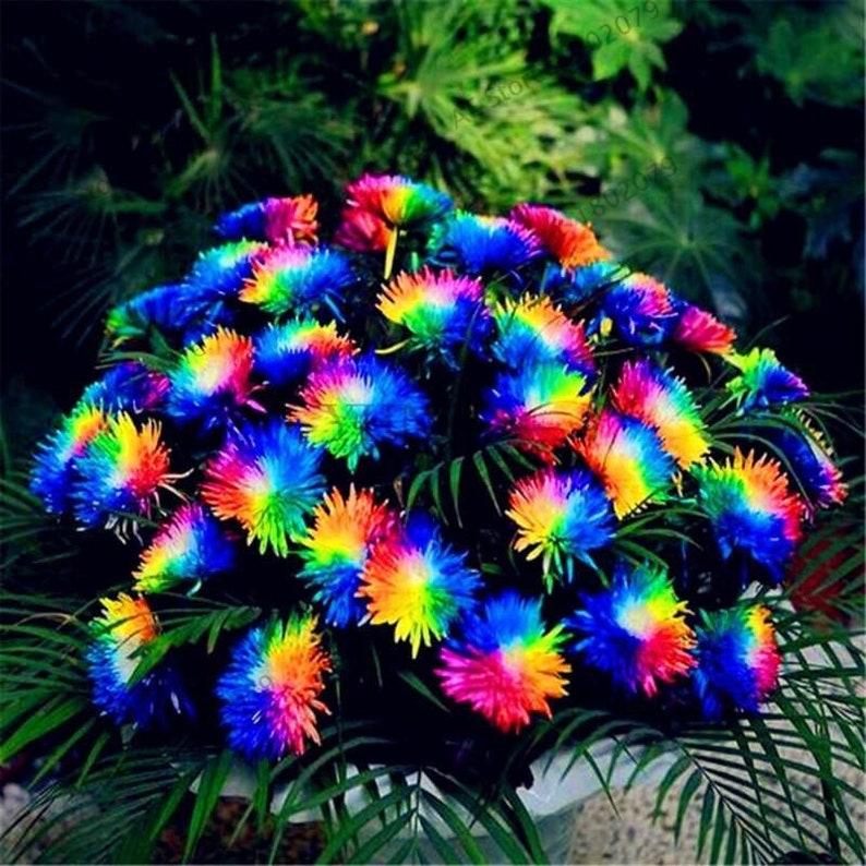 10x Viable Seeds UK Seller Rare Blue Rose Flower Seeds Garden Plants 10x Viable Seeds UK Seller Rare Blue Rose Flower Seeds Garden Plants