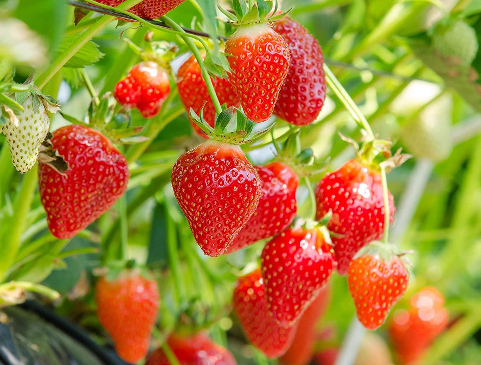 1000 Red Climbing Strawberry Seeds Garden Fruit Plant Sweet Etsy