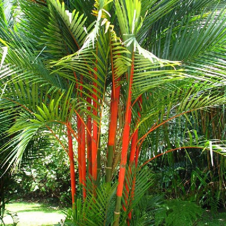 Пальмоядровое масло. Красное масло. Пальмовое ядро. Пальмовое масло на прозрачном фоне. Красное пальмовое.