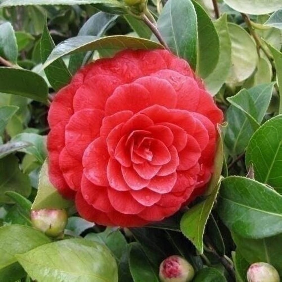 2 Red Camellia Flower Seeds Japanese Camellia Camellia - Etsy Sweden