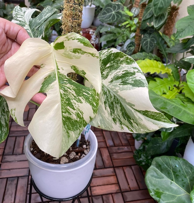 150 White Tiger Variegated Monstera Albo Live Plant Seeds Etsy Singapore