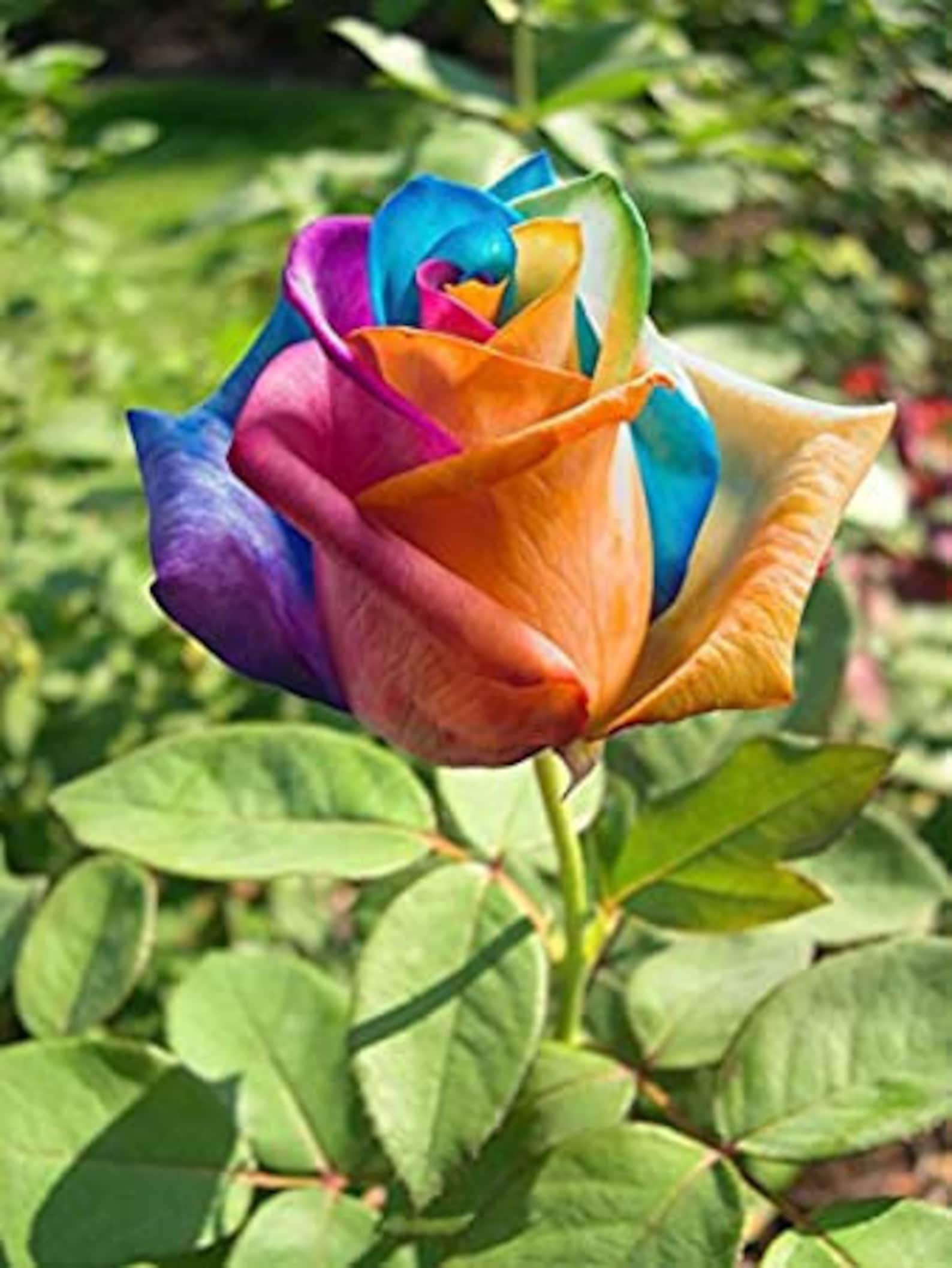10 Rainbow Rose Seeds Flower Bush Perennial Flowers Seed 10 Rainbow Rose Seeds Flower Bush Perennial Flowers Seed