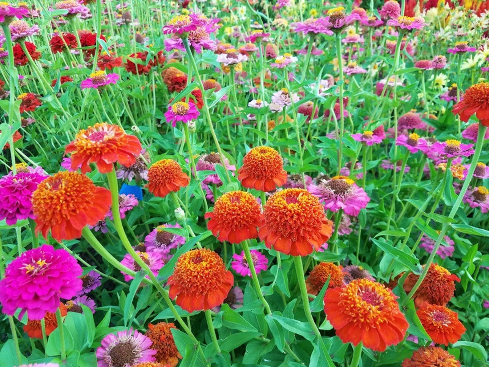 zinnia seedlings zinnia seedlings