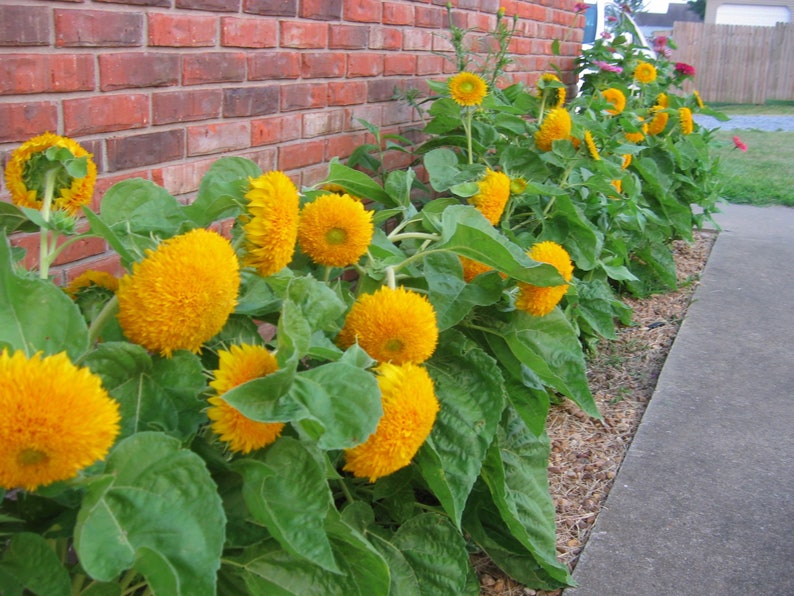 100 Teddy Bear Sunflower Dwarf Sungold Flower Plant Seeds for Etsy