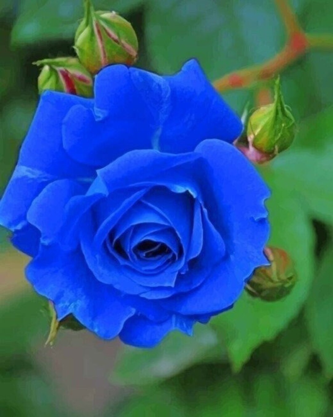 Blue Rose Seeds Rose Flower 10 Seeds Rose Seeds Flower Etsy UK