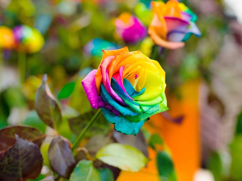 10 Rainbow Rose Seeds Flower Bush Perennial Flowers Seed Bloom Etsy