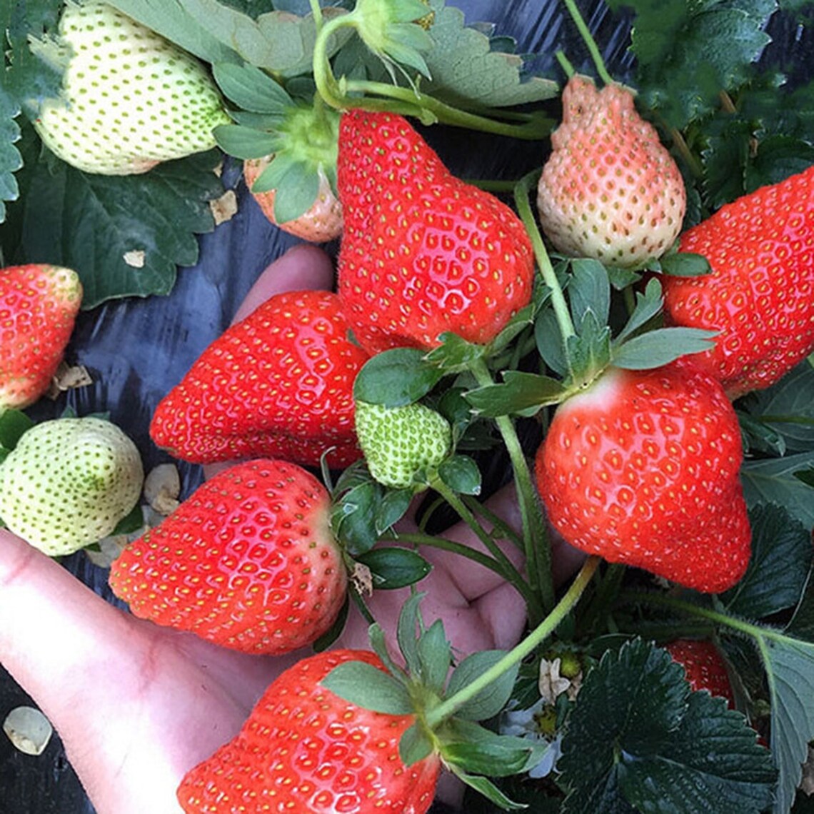 1000 Red Climbing Strawberry Seeds Garden Fruit Plant