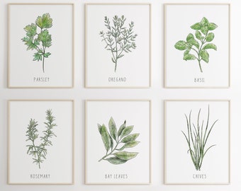 Kitchen Set of fine art prints Herbs  Modern Wall art deco Green plants Rosemary parsley bay leaves savory oregano and chivesArt Print