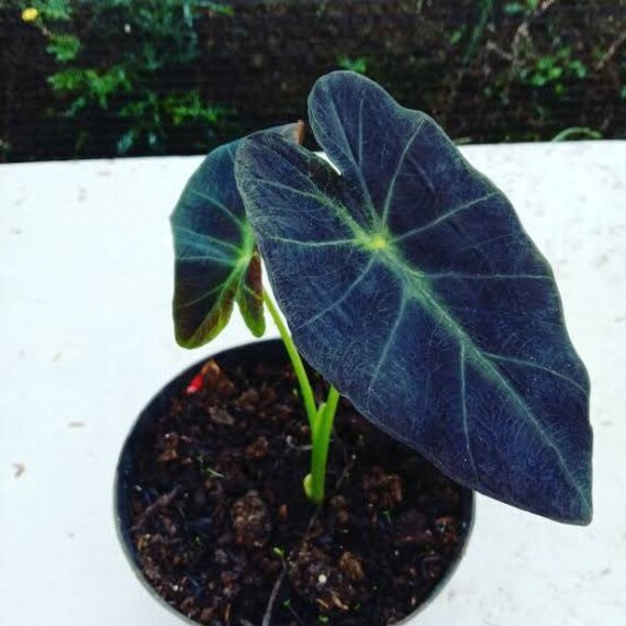 Caladium Black Beauty With Bulb Etsy Singapore