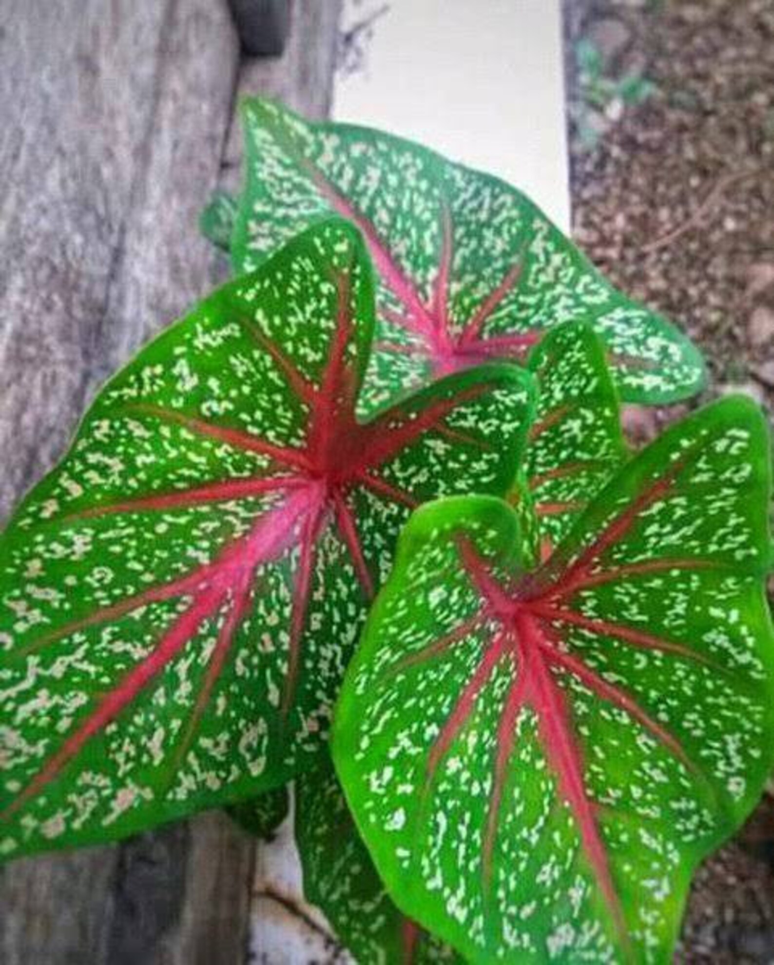Caladium red star with bulb Etsy