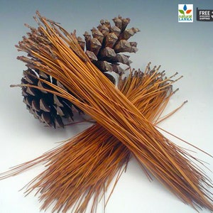 May include: A bundle of long, thin, brown pine needles. The needles are bundled together and are lying on a white surface. There are two pine cones in the background.