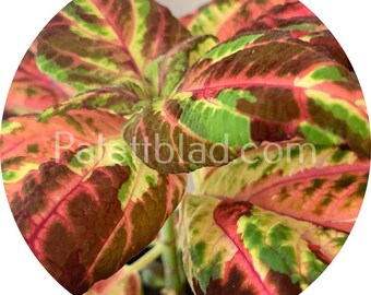 Coleus 10 seeds Superfine Rainbow Multicolor