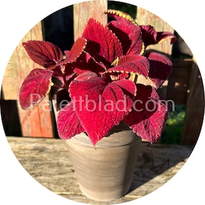 Coleus Superfine Rainbow Volcano 10 seeds