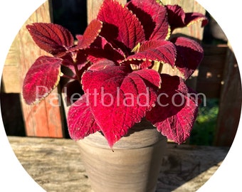 Coleus Superfine Rainbow Volcano 10 Samen