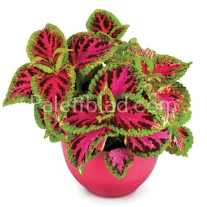 Coleus Superfine Rainbow Color Pride 10 seeds