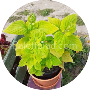 Coleus Giant Exhibition Limelight 10 seeds
