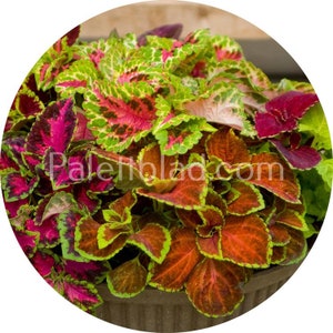 Coleus Fairway Mix 10 seeds