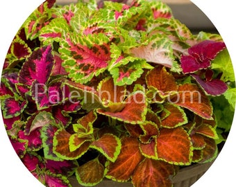 Coleus Fairway Mix 10 semillas