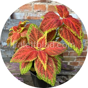 Coleus Giant Exhibition Rustic Red 10 seeds