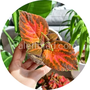 Coleus Superfine Rainbow Festive Dance 10 seeds