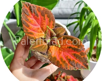 Coleus Superfine Rainbow Festive Dance 10 nasion