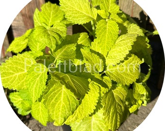 Coleus Fairway Yellow 10samen