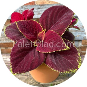 Coleus Kong Jr Scarlet 5 seeds