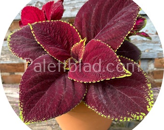 Coleus Kong Jr Scarlet 5 Samen