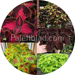 Premium Sun Elite Mix 5 seeds