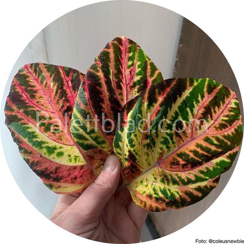 Coleus 10 seeds Superfine Rainbow Multicolor