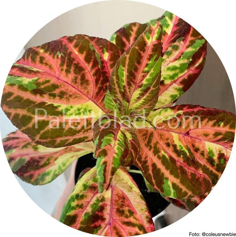Coleus 10 seeds Superfine Rainbow Multicolor